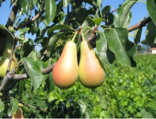 Cocozzola