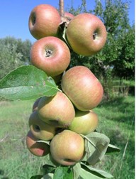 Mbriachella