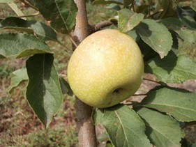 Gialla di Soriano