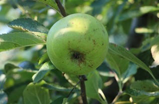 Verdonica