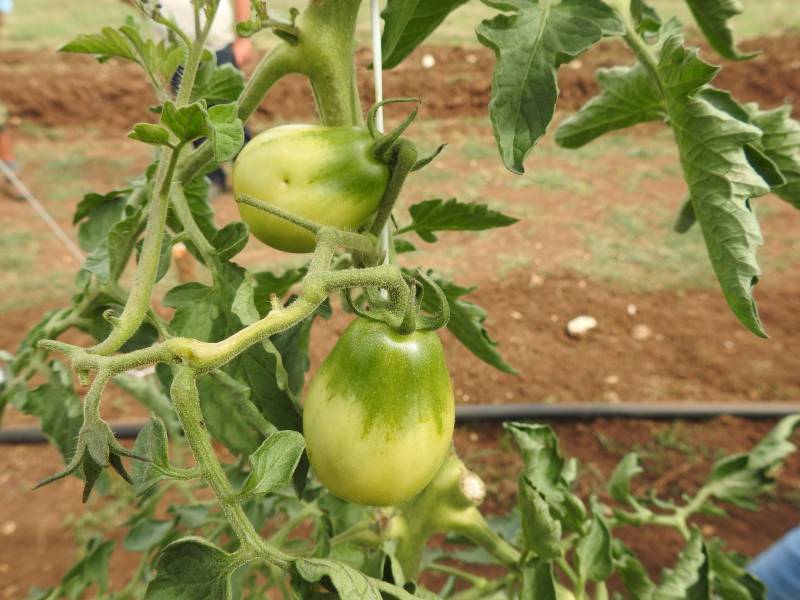 Pomodoro da secca di Minturno (Alvito)