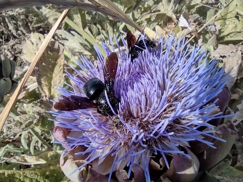 Carciofo Ortano_fiore_HinTib
