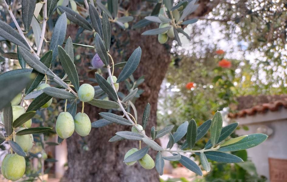 Coronetta - drupe