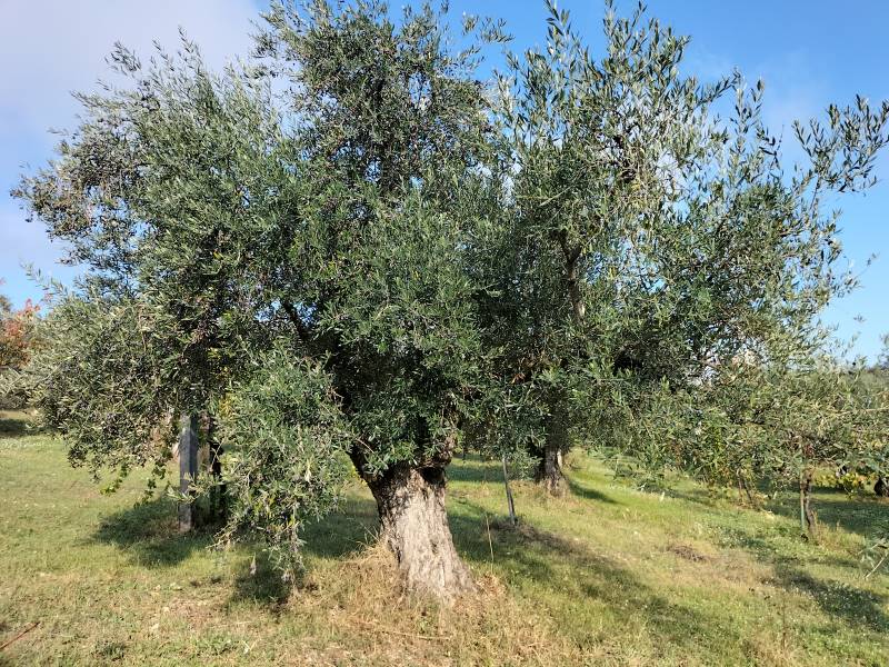 Oliva dei Monti - pianta intera