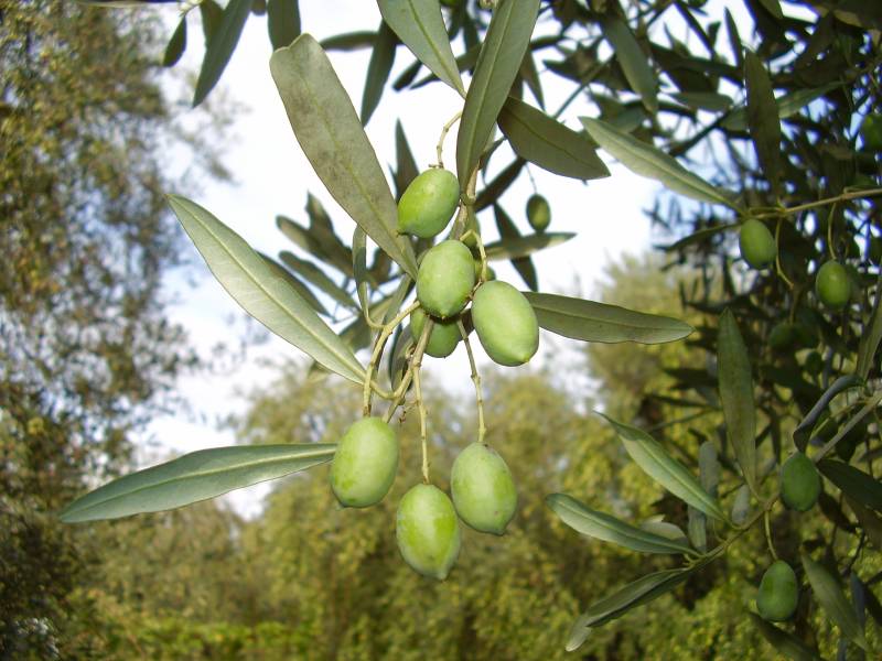 Sbuciasacchi