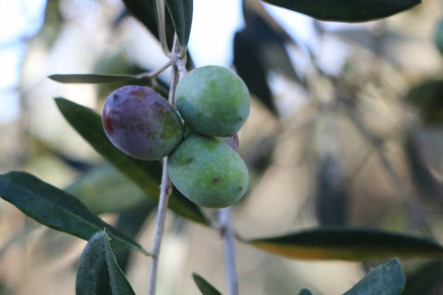 Roscetta gagliarda