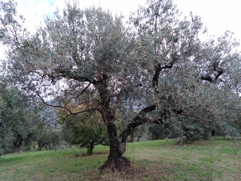Roscetta gagliarda - pianta intera