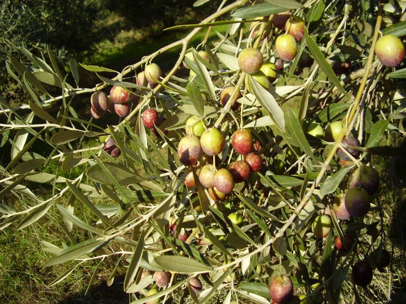 Rosciola nostrana