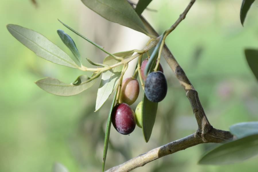 Livone di Cori