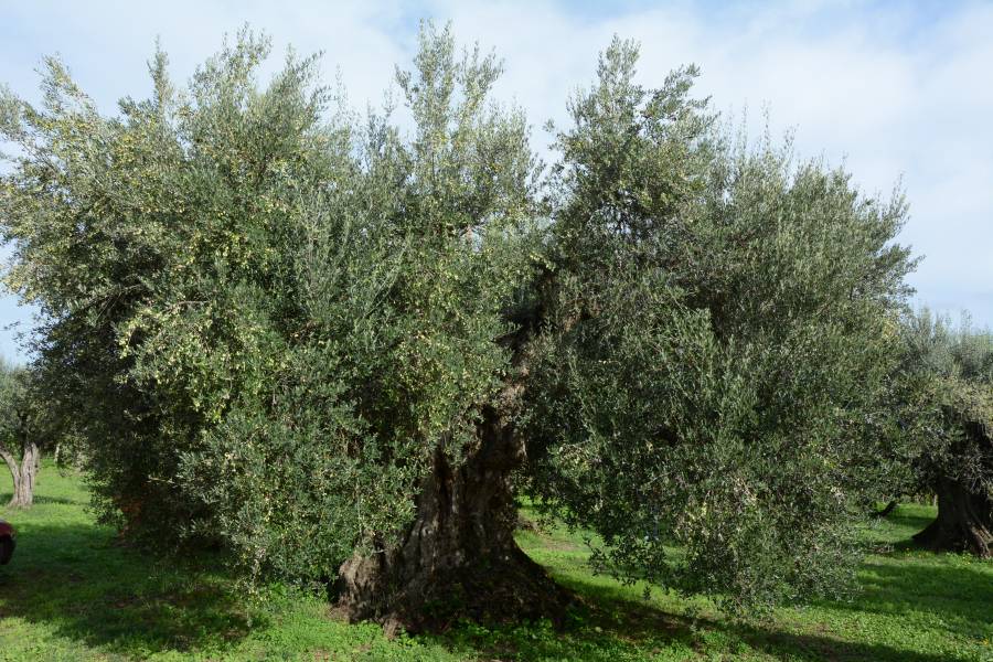 Leoncino - pianta