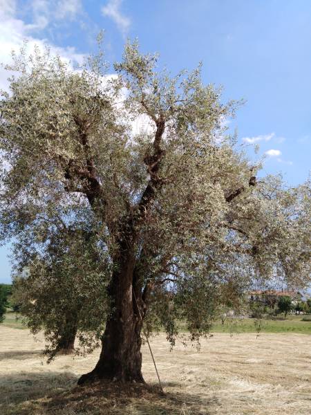 Gliva Fuggia - pianta