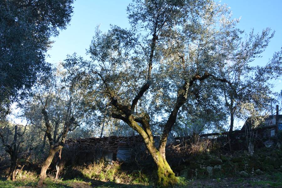 Rabbiel - pianta