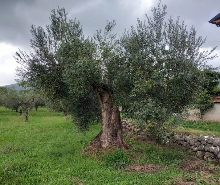 Frattese - pianta