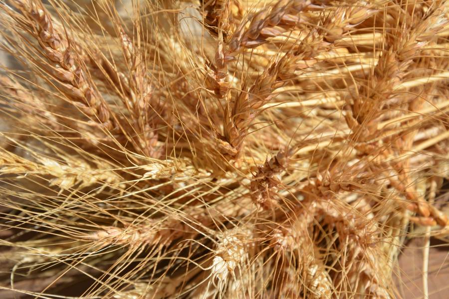 Grano Serena - spiga