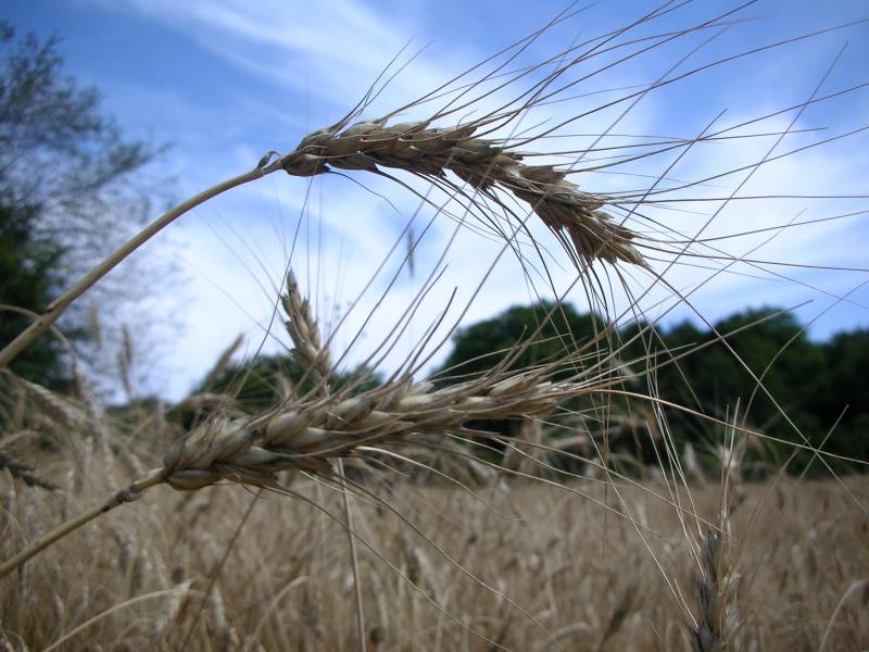 Biancòla - spiga