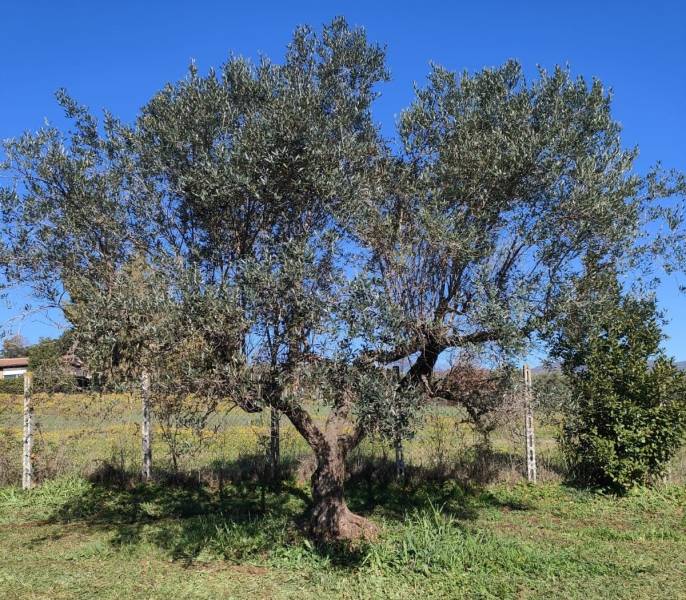 Ritornella - pianta