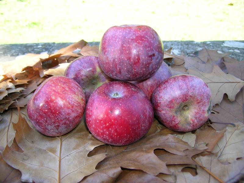 Rossa di Soriano