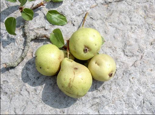 Pero Biancona frutti