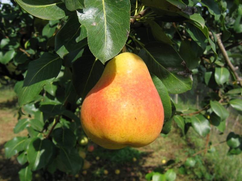 Pera Tunnella
