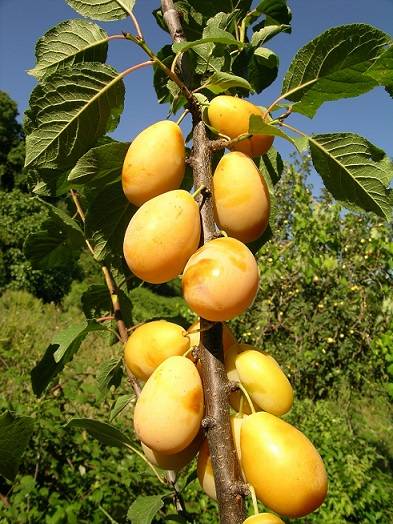 Coscia di Monaca