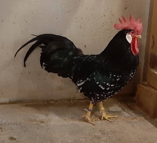 pollo ancona