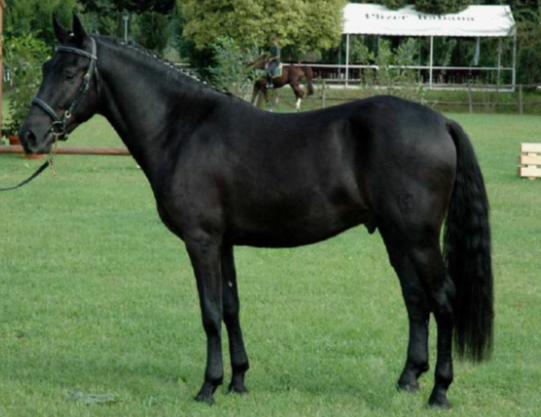 pony esperia1
