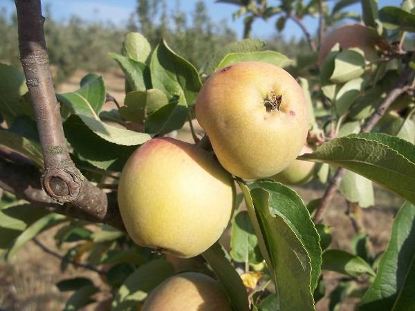Velletrana frutti