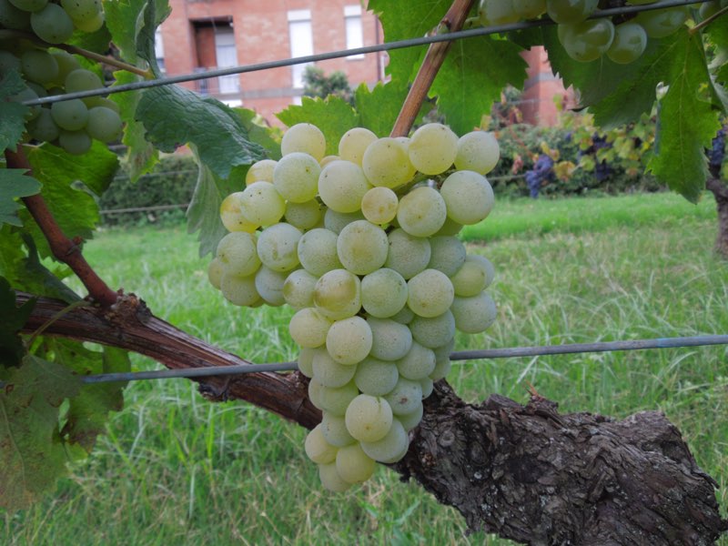 Bombino bianco grappolo