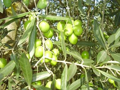 Vallanella drupe