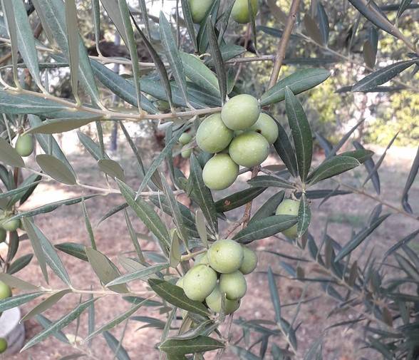 Olivo da mensa - drupe