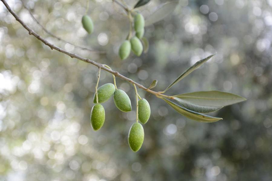 Lorenziana drupe