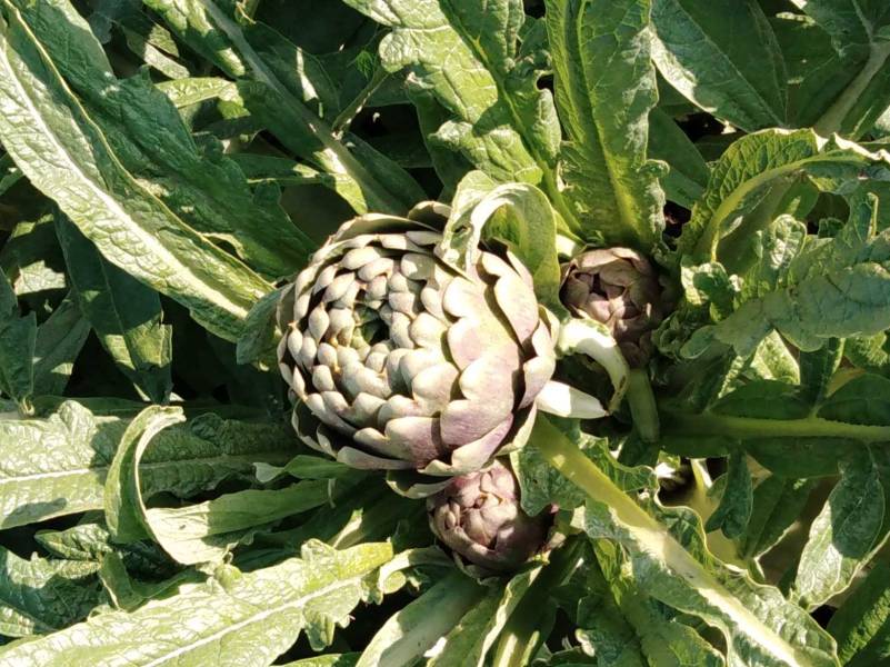 Campagnano, mammola e capolini