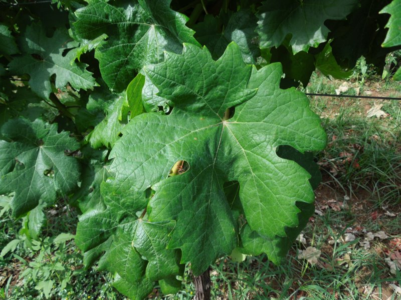 Capolongo foglia