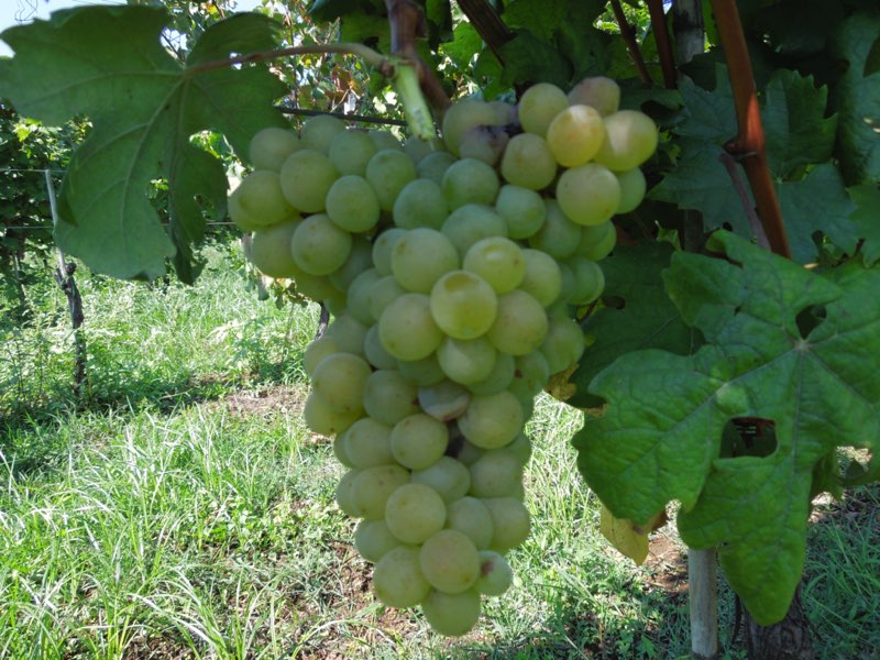 Capolongo grappolo