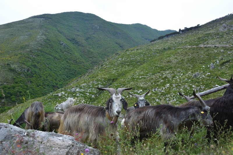 Capra GrigiaCiociara