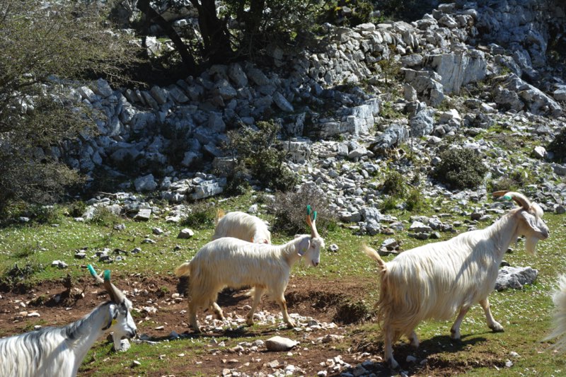 Capra Monticellana
