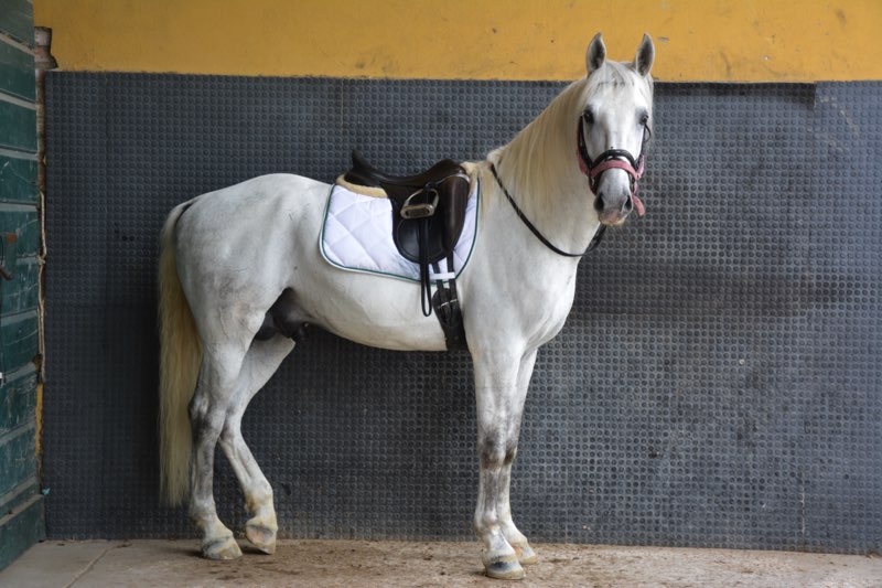 Cavallo Lipizzano