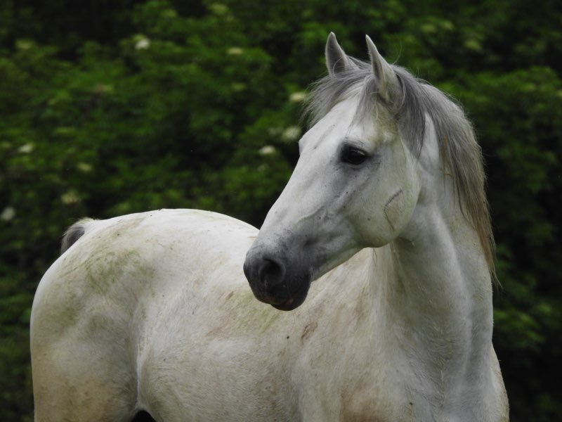 Cavallo Lipizzano