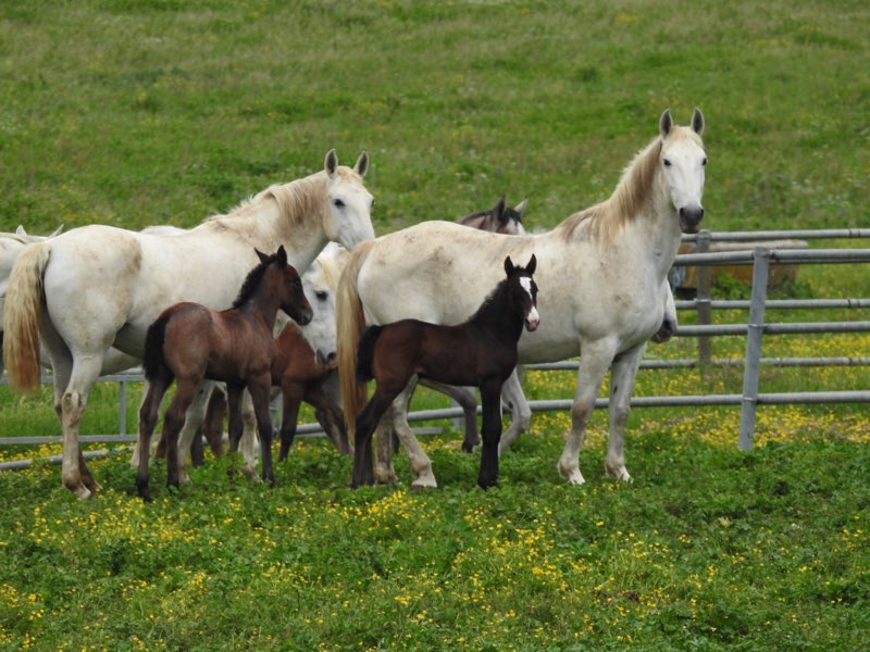 Cavallo Lipizzano