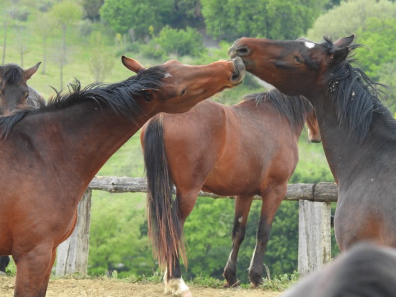 Cavallo Maremmano
