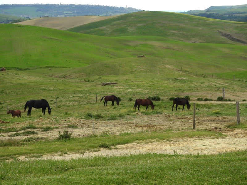 Cavallo Maremmano