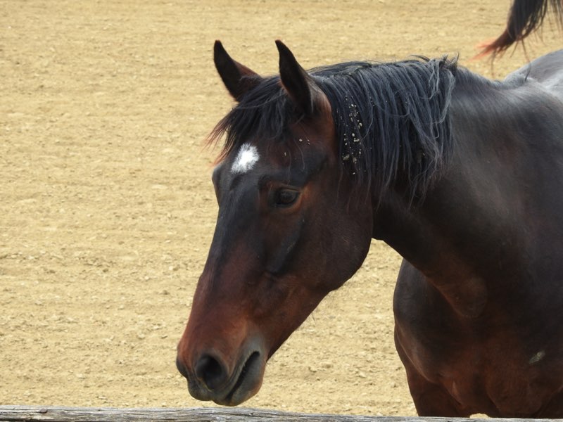 Cavallo Maremmano