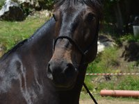 Romano della Maremma laziale