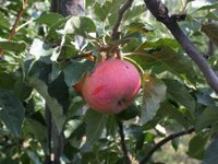 Mela Fragola