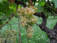 Moscato di Terracina b.