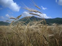 Farro dell'Alta Valle del Tronto