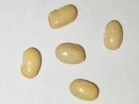 Solfarino