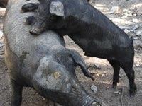Apulo Calabrese (Nero reatino)