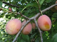Prugna di Gallinaro