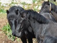 Pony di Esperia